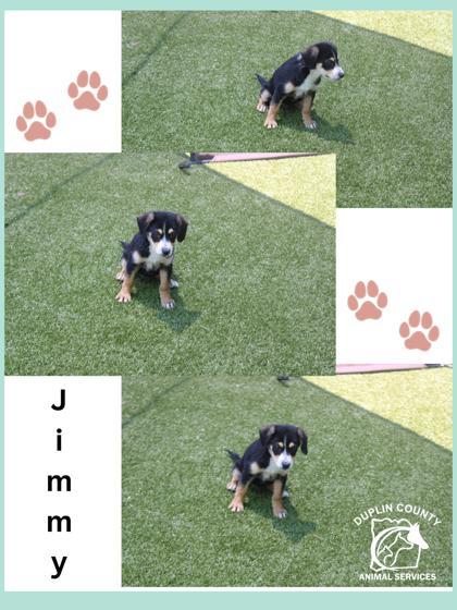 Jimmy, Adoptable, Puppy Male Mixed Breed & Mixed Breed.