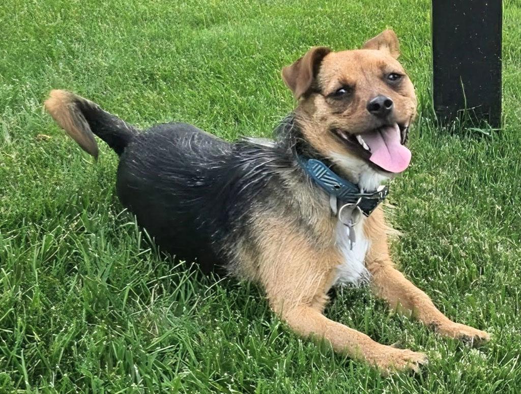 Columbus, a ADOPTABLE mixed breed in Bowie, MD image 1/3