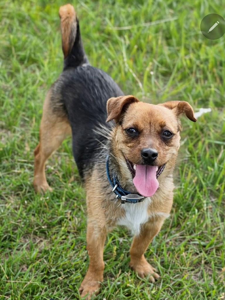 Columbus, a ADOPTABLE mixed breed in Bowie, MD image 3/3