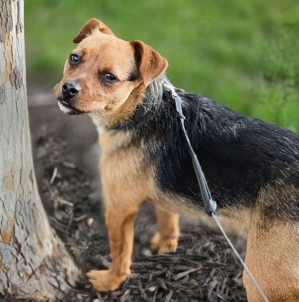 Columbus, a ADOPTABLE mixed breed in Bowie, MD image 2/3