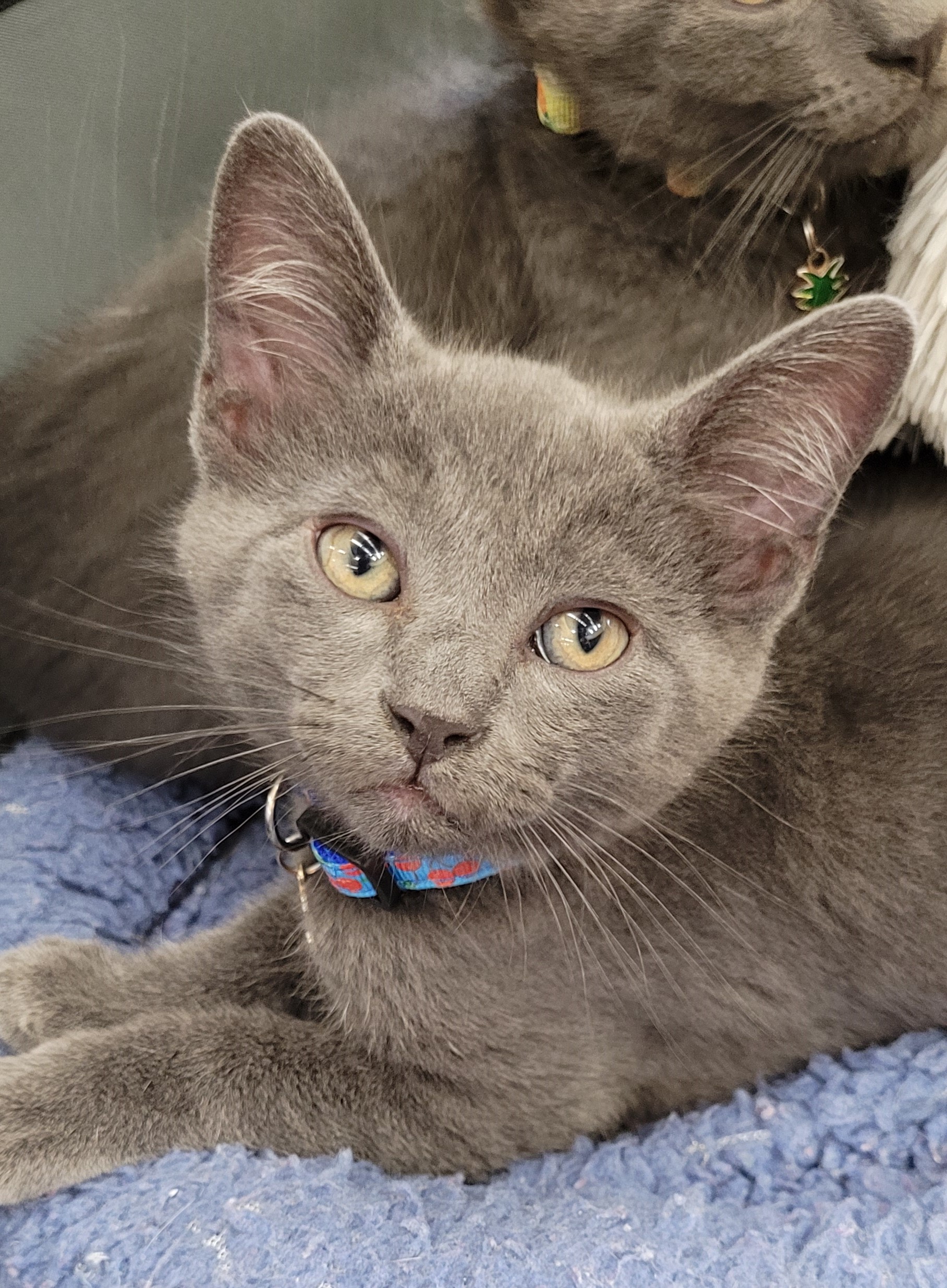Lippy (Paws Awhile Cate Cafe - Perry)
