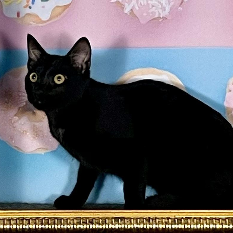 Stormy, Adoptable, Kitten Male Bombay.