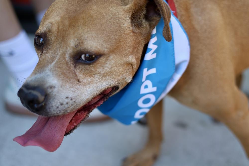 PupPup, Adoptable, Adult Male Pit Bull Terrier & Staffordshire Bull Terrier.