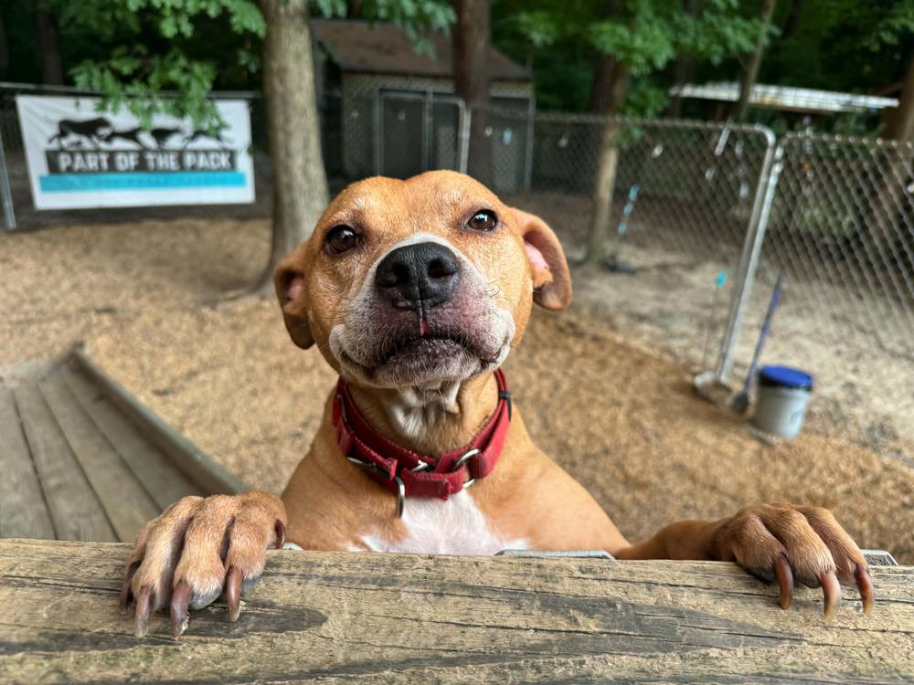 Bubba, Adoptable, Adult Male Pit Bull Terrier & Staffordshire Bull Terrier.