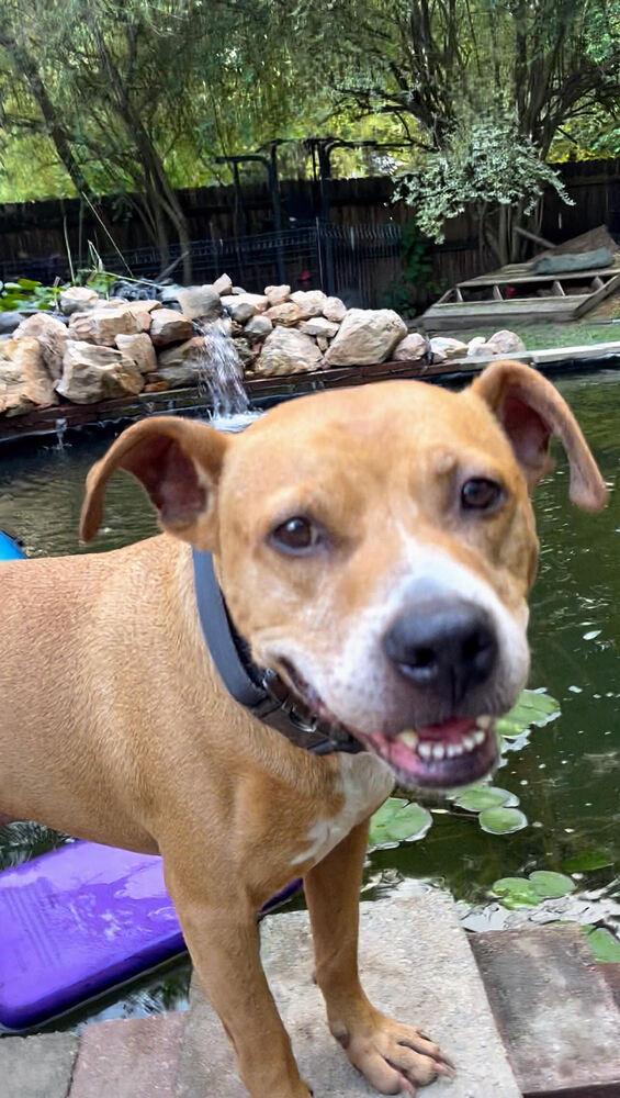 Bubba, a Adoptable mixed breed in Wake Forest, NC image 2/6