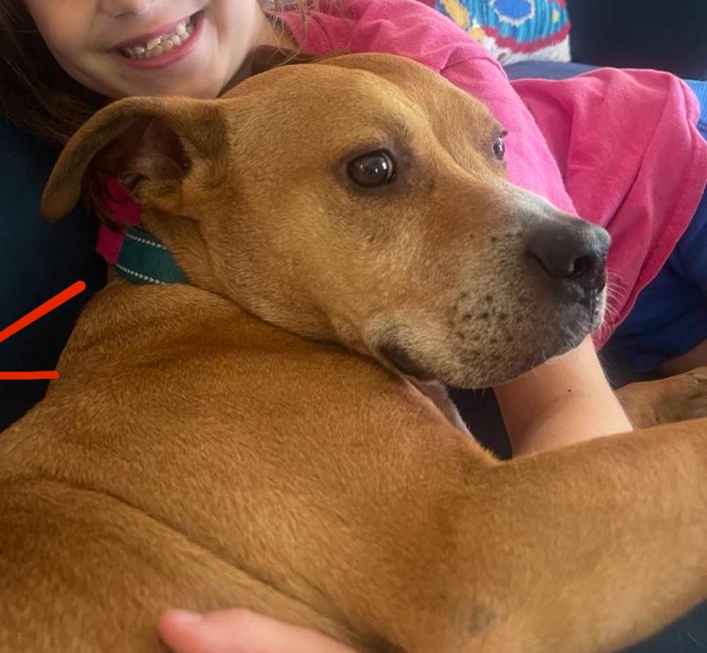 Enlarge PupPup, a Adoptable mixed breed in Wake Forest, NC image 2/6