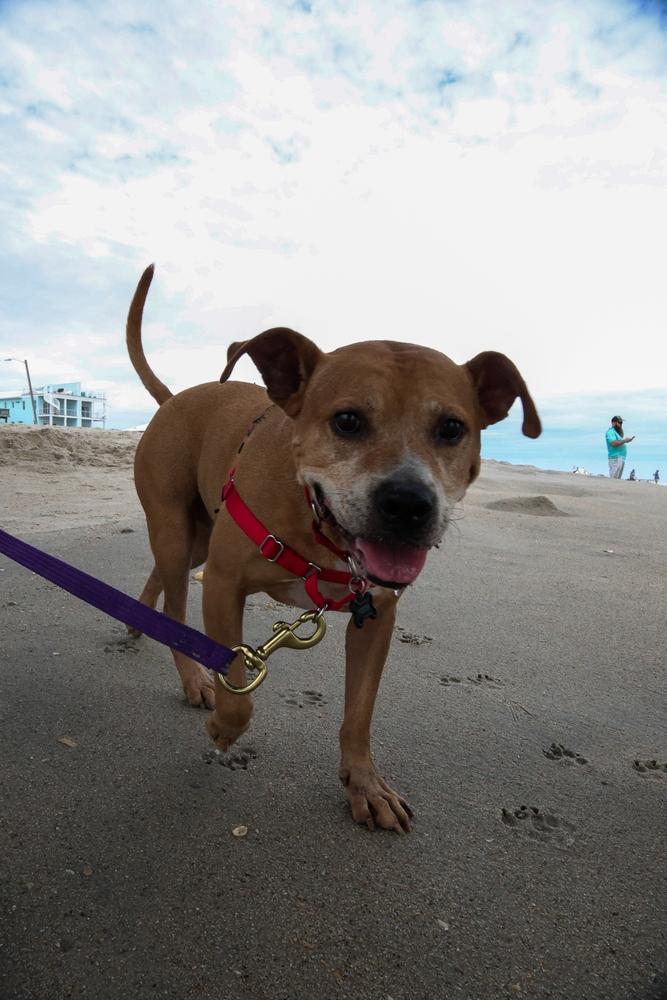 Bubba, Adoptable, Adult Male Pit Bull Terrier & Staffordshire Bull Terrier.