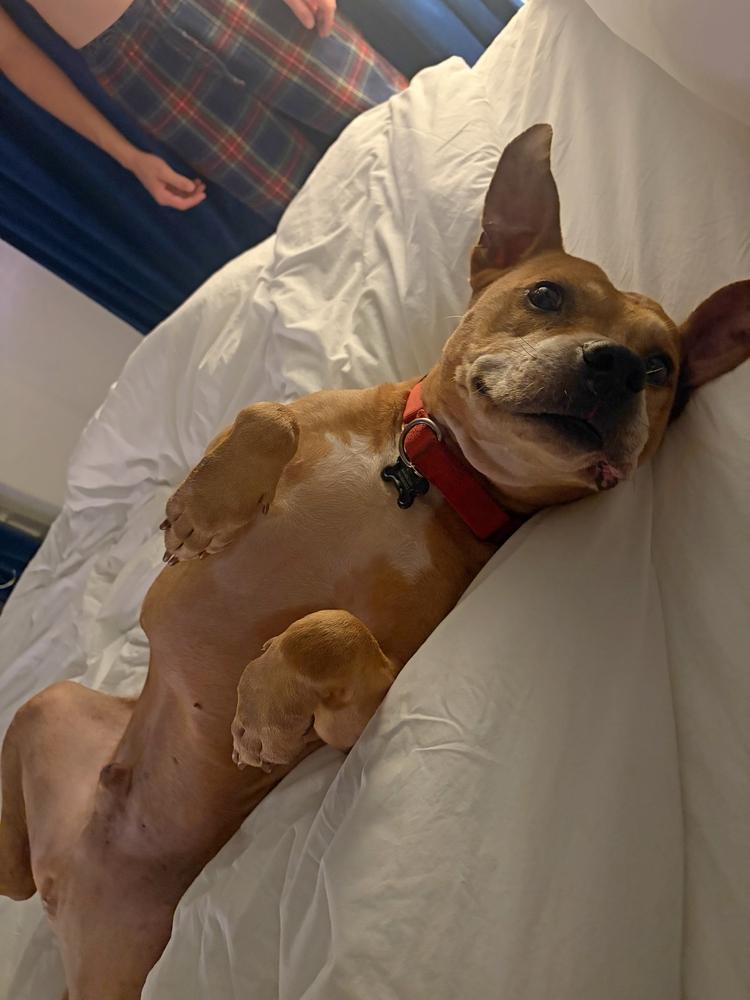Enlarge Bubba, a Adoptable mixed breed in Wake Forest, NC image 2/6