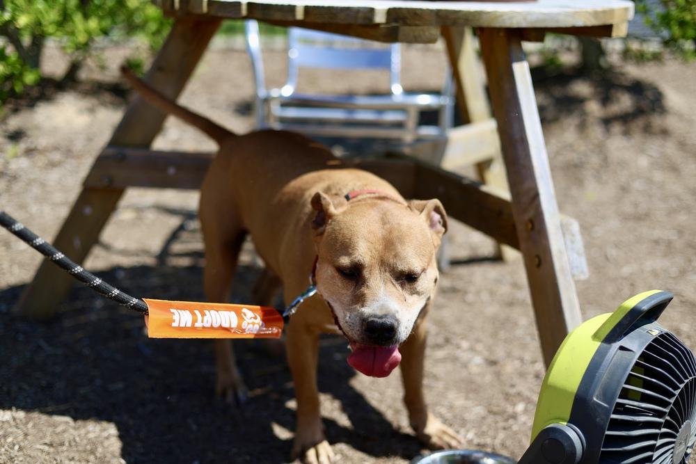 PupPup, Adoptable, Adult Male Pit Bull Terrier & Staffordshire Bull Terrier.