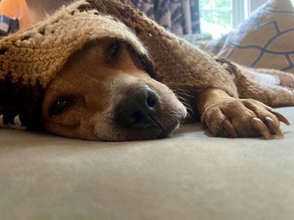 Enlarge PupPup, a Adoptable mixed breed in Wake Forest, NC image 3/6