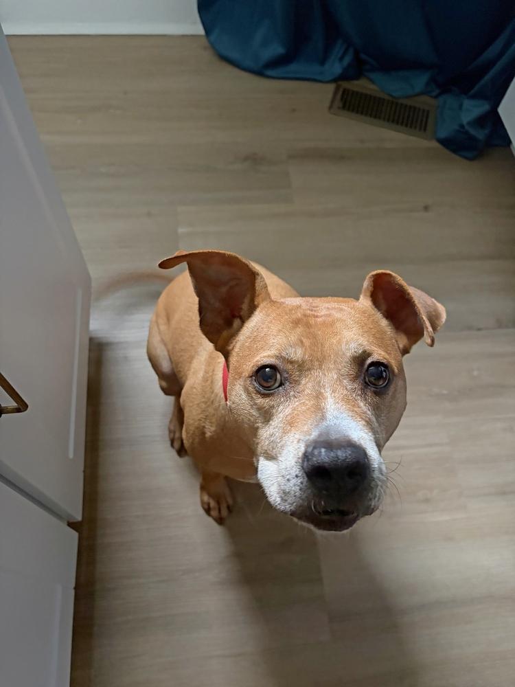 Enlarge Bubba, a Adoptable mixed breed in Wake Forest, NC image 3/6