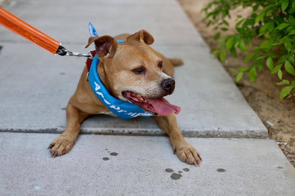 Enlarge PupPup, a Adoptable mixed breed in Wake Forest, NC image 2/6