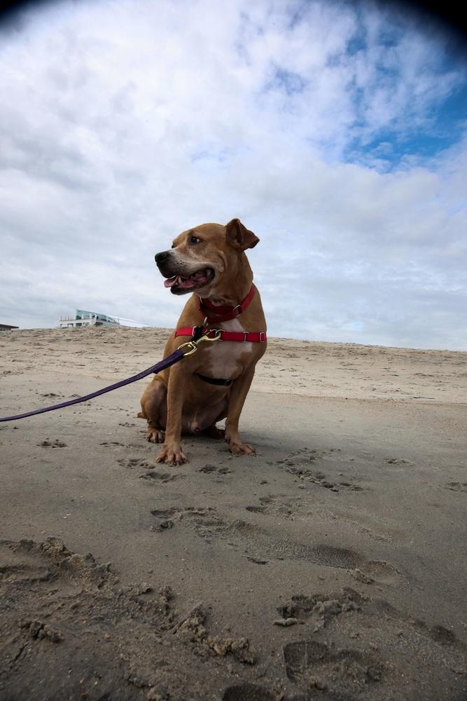Enlarge Bubba, a Adoptable mixed breed in Wake Forest, NC image 5/6
