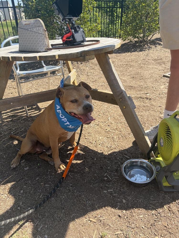 Enlarge PupPup, a Adoptable mixed breed in Wake Forest, NC image 4/6