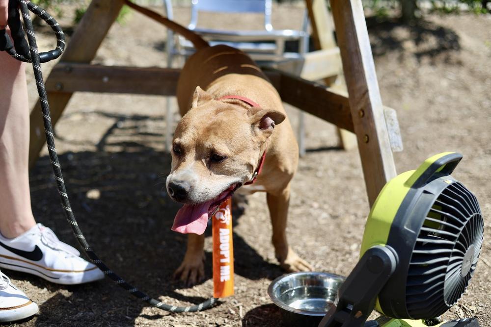 Enlarge PupPup, a Adoptable mixed breed in Wake Forest, NC image 5/6