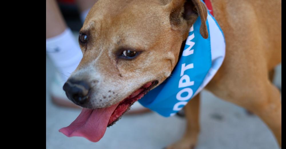 Enlarge PupPup, a Adoptable mixed breed in Wake Forest, NC image 6/6