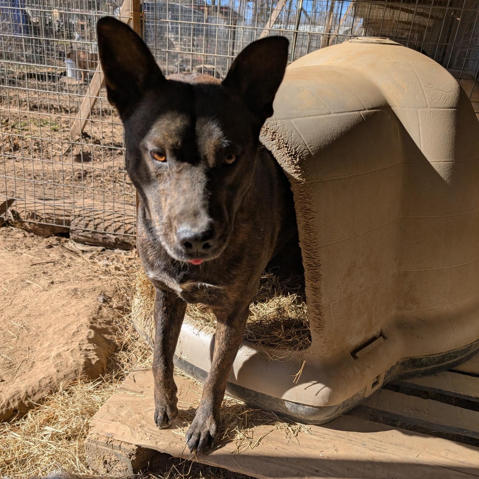 BUBBY, ADOPTABLE, Adult Male Terrier & Shepherd.