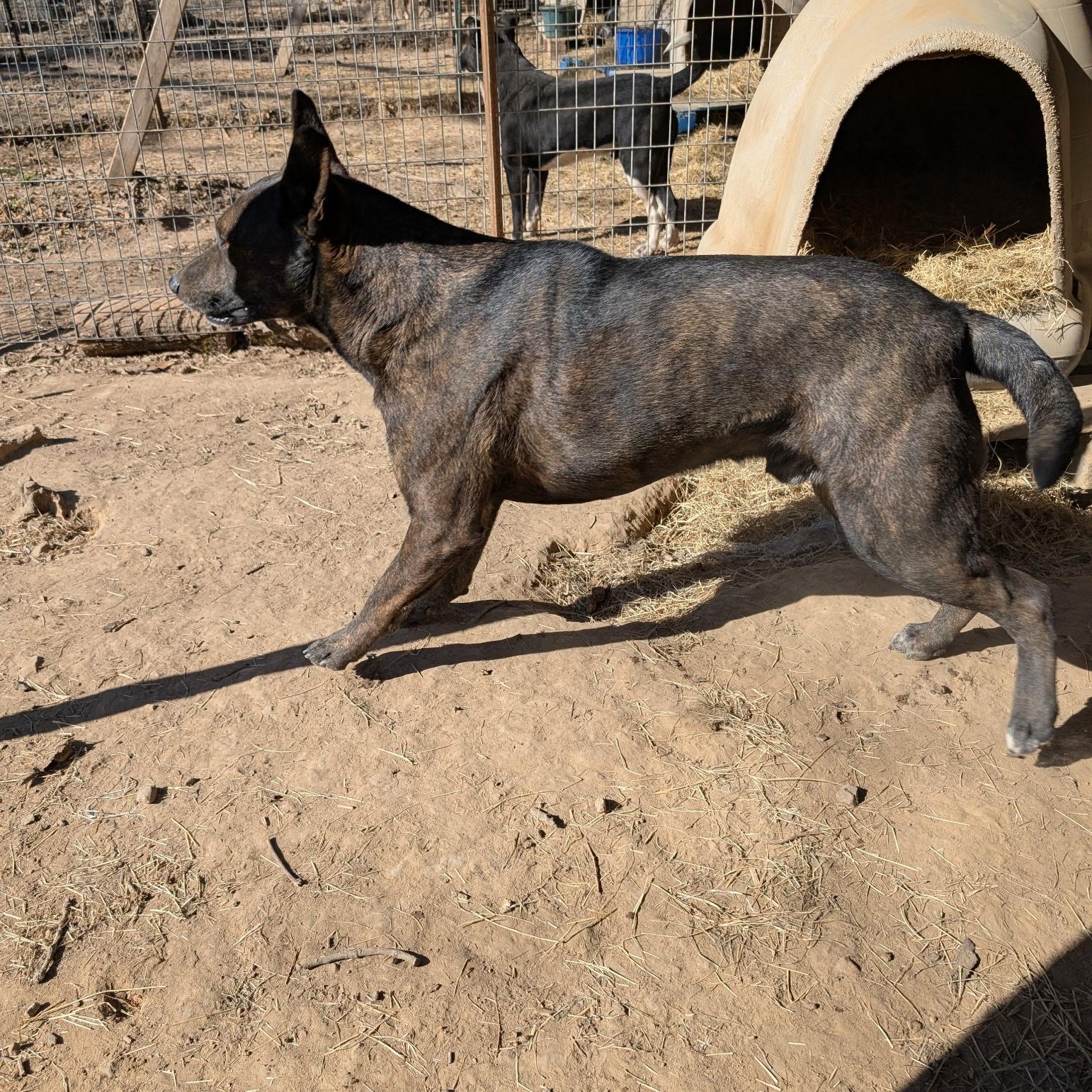 BUBBY, a ADOPTABLE mixed breed in Chicopee, MA image 2/4