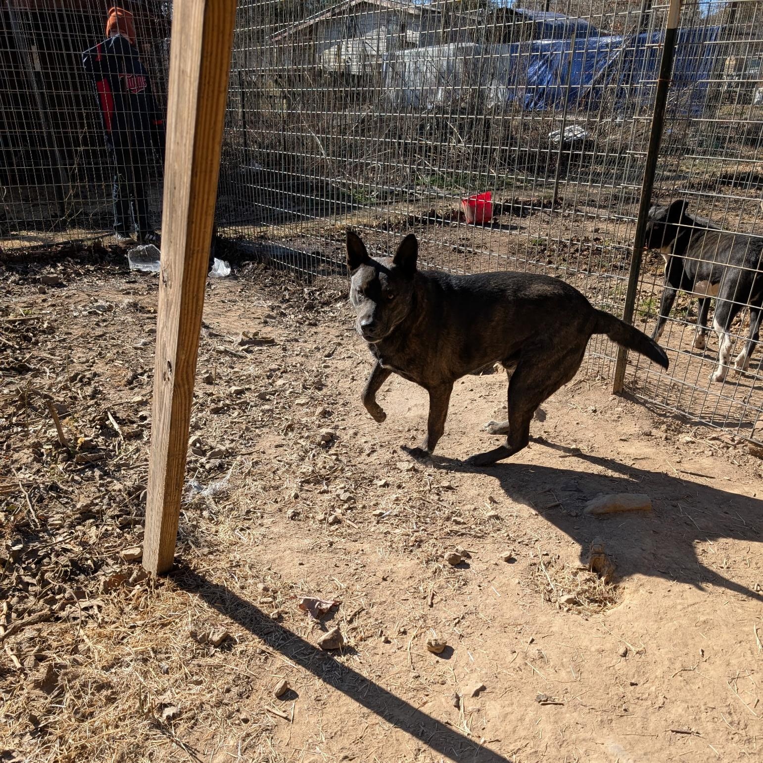 BUBBY, a ADOPTABLE mixed breed in Chicopee, MA image 4/4