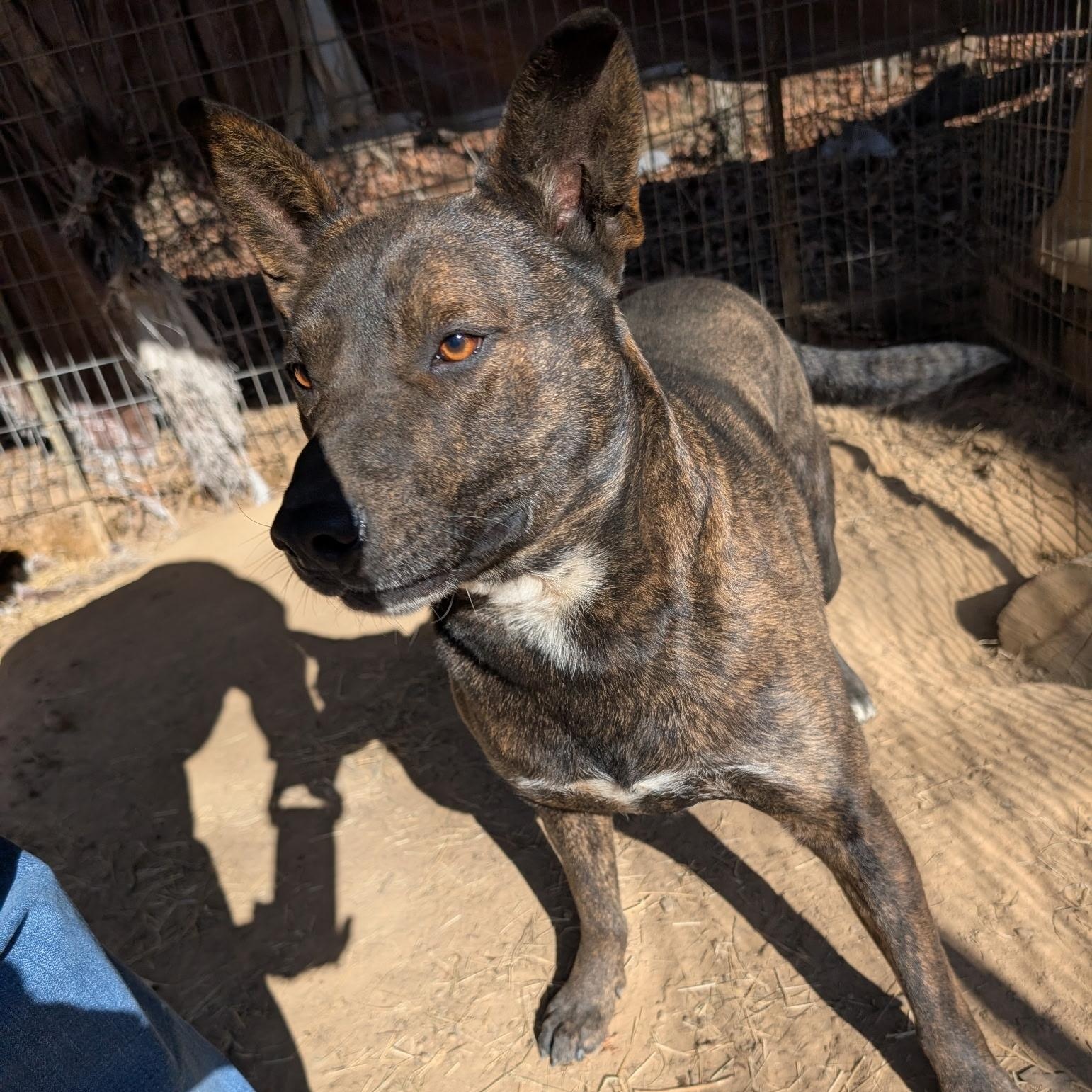 BUBBY, a ADOPTABLE mixed breed in Chicopee, MA image 3/4