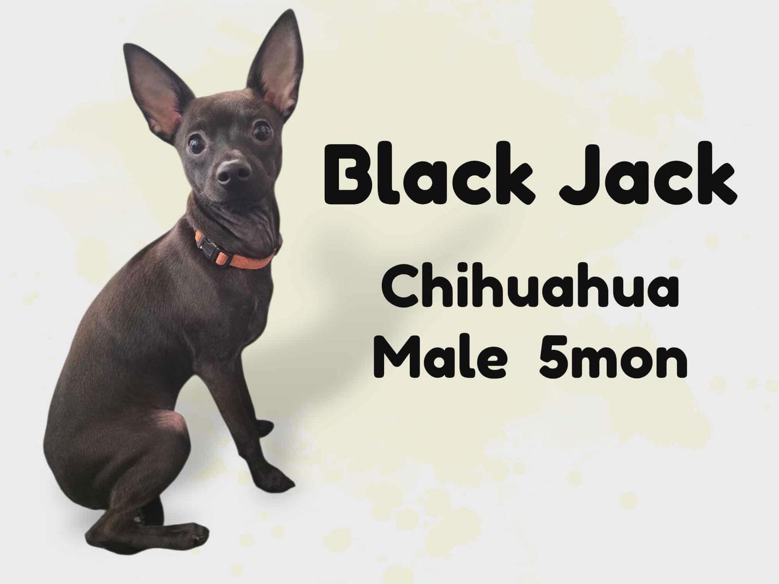 Blackjack, Adoptable, Young Male Chihuahua.
