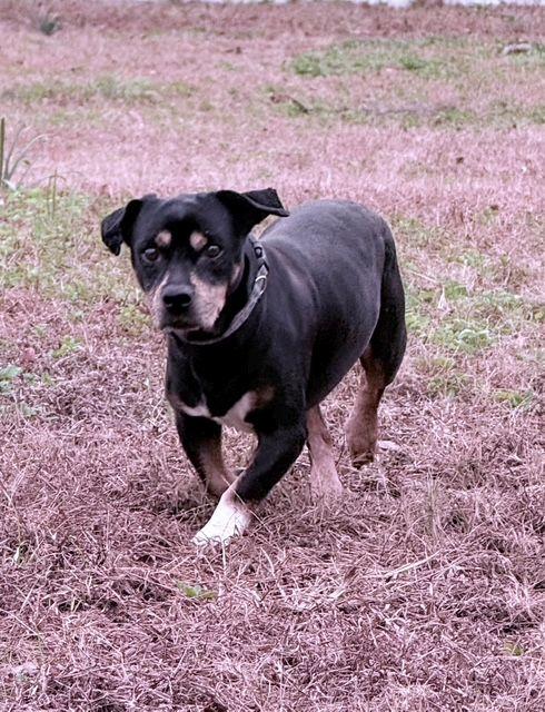 Enlarge Frankie, a ADOPTABLE mixed breed in Jesup, GA image 1/5