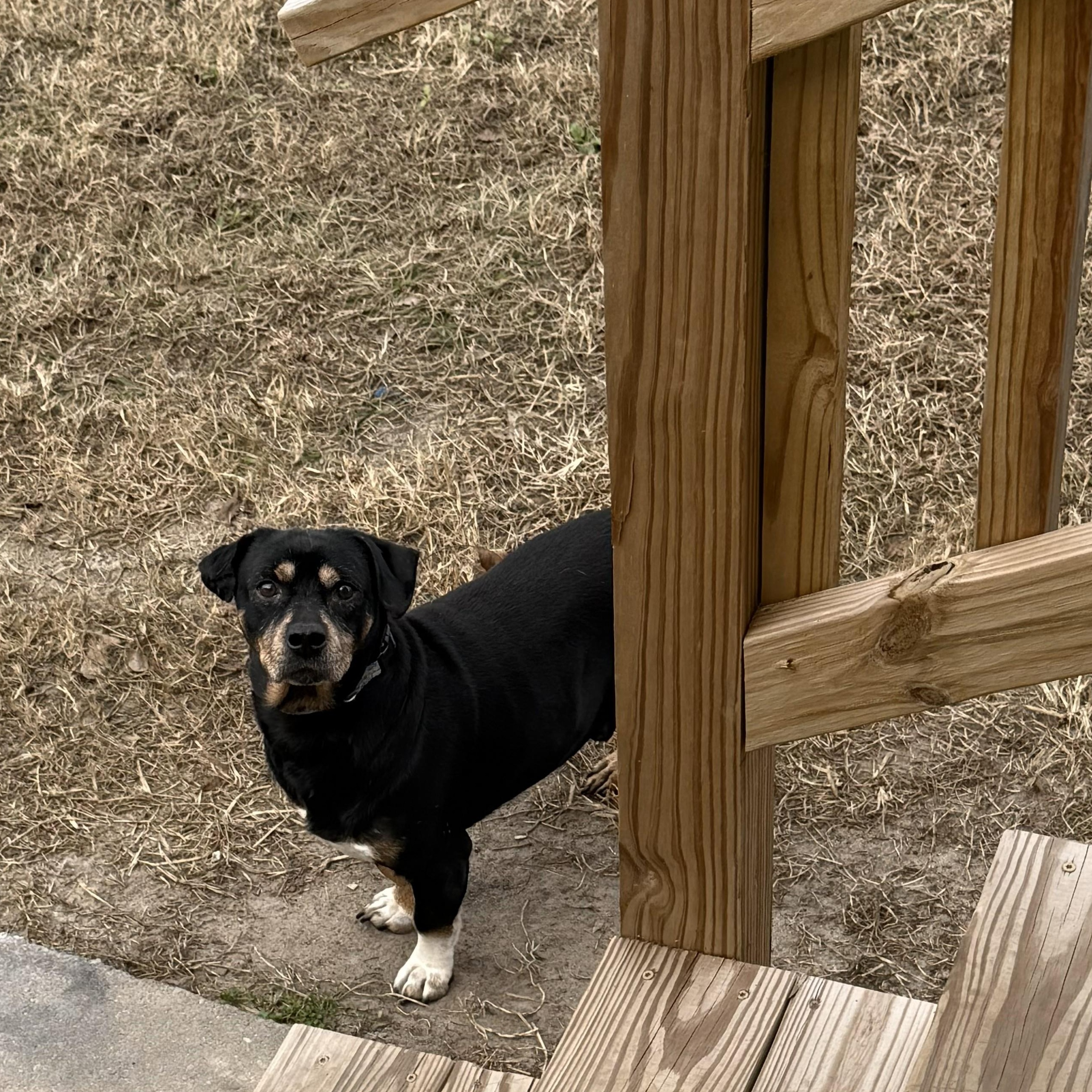 Frankie, ADOPTABLE, Adult Male Dachshund & Beagle.
