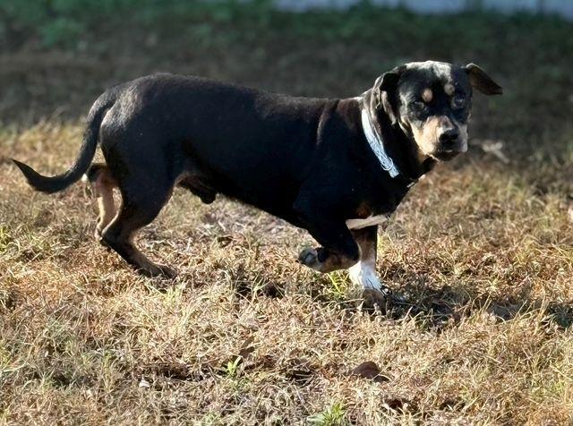 Enlarge Frankie, a ADOPTABLE mixed breed in Jesup, GA image 2/5