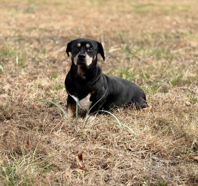 Enlarge Frankie, a ADOPTABLE mixed breed in Jesup, GA image 3/5