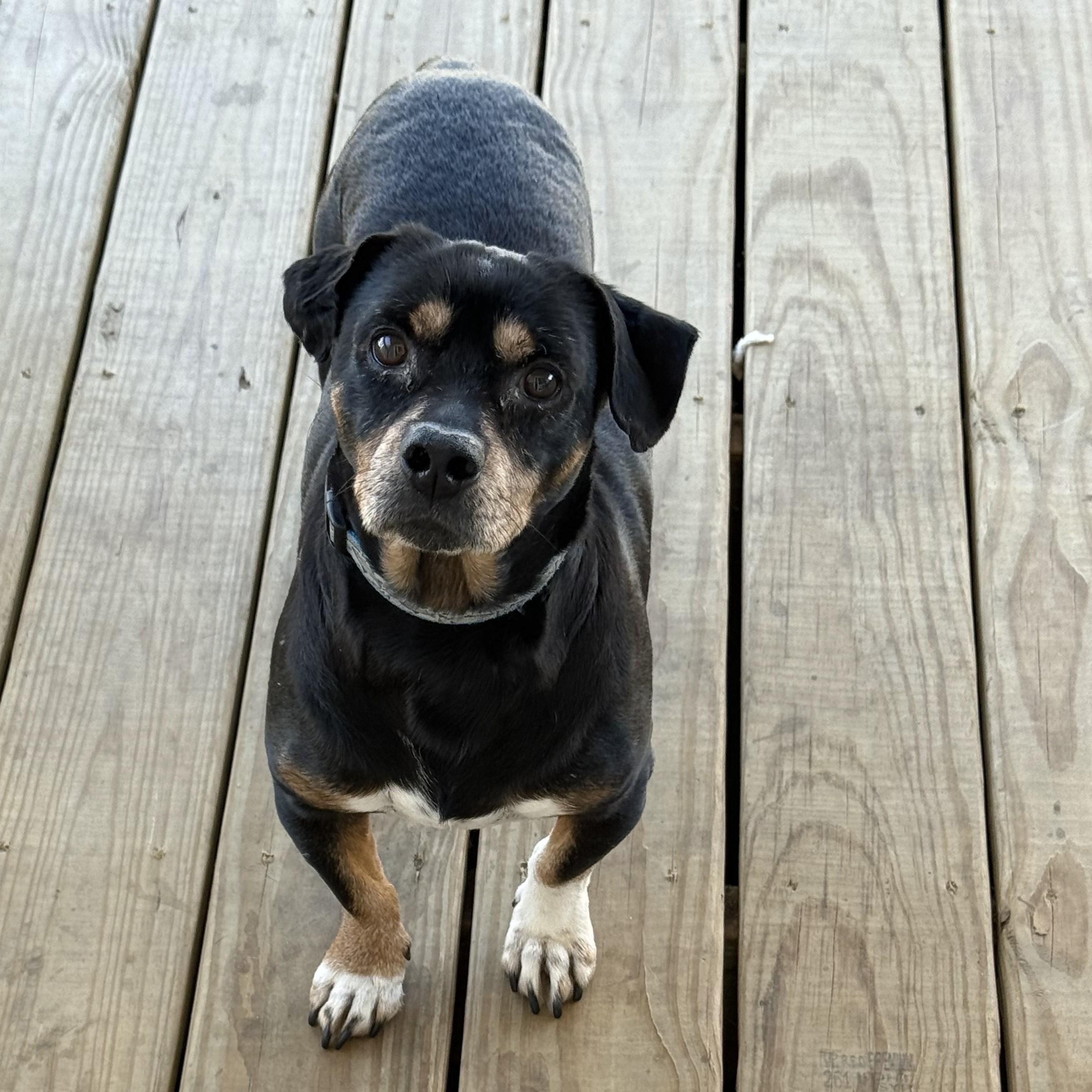 Enlarge Frankie, a ADOPTABLE mixed breed in Jesup, GA image 2/6