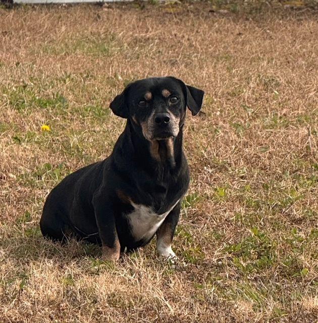 Enlarge Frankie, a ADOPTABLE mixed breed in Jesup, GA image 4/5