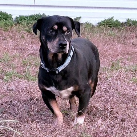 Enlarge Frankie, a ADOPTABLE mixed breed in Jesup, GA image 5/5