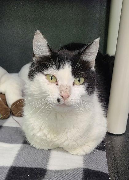 Enlarge 6698 (Moxie), a Adoptable Tuxedo in Lake City, MI image 1/1