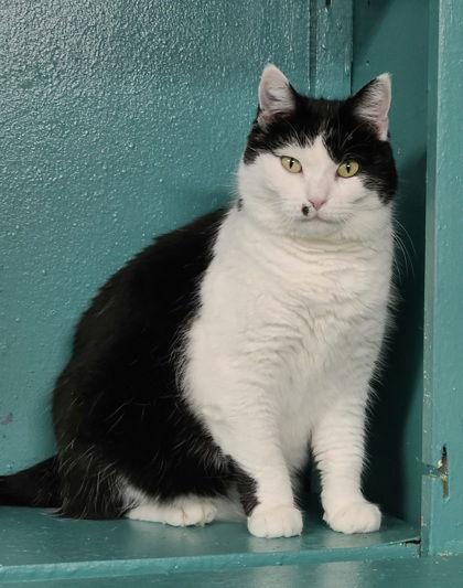 Enlarge 6698 (Moxie), a Adoptable Tuxedo in Lake City, MI image 2/2