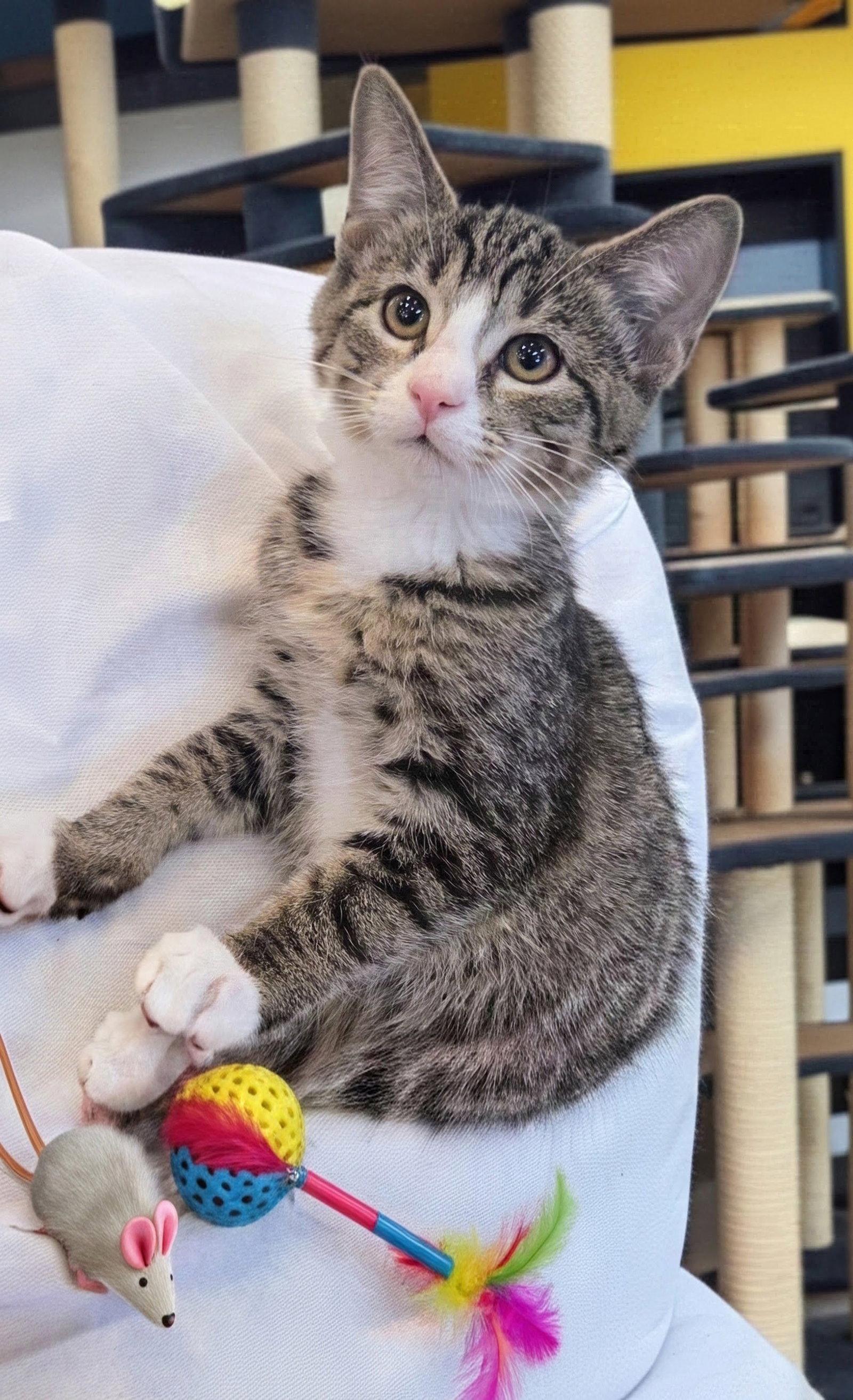 Peach Kitten, Adoptable, Kitten Female Domestic Short Hair.
