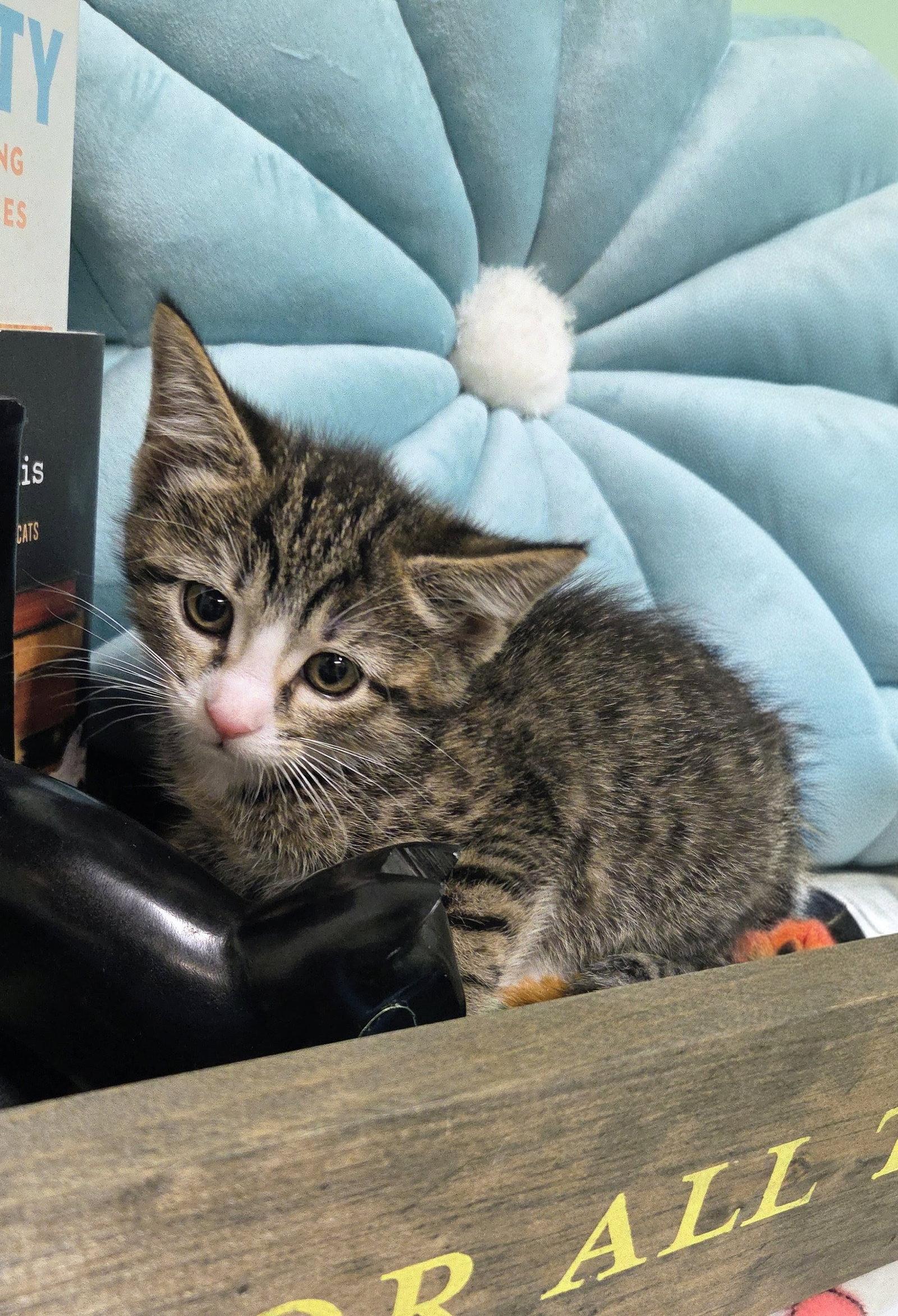Enlarge Peach Kitten, a Adoptable Domestic Short Hair in Allentown, PA image 2/3