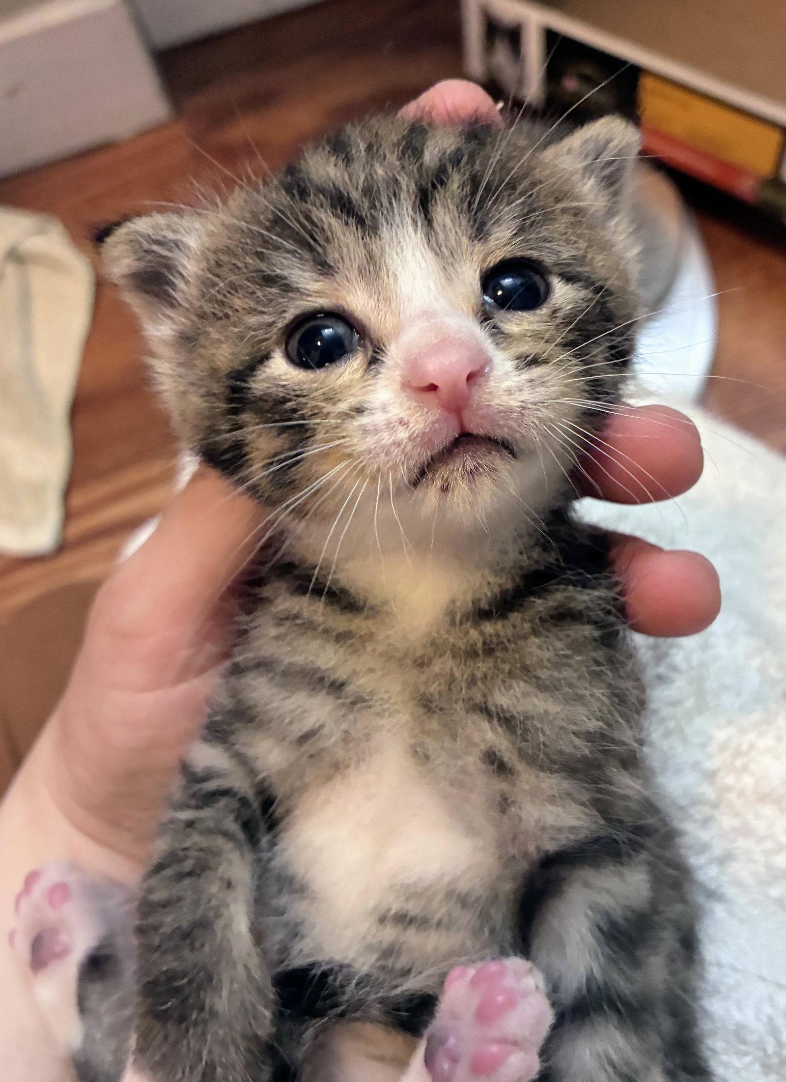 Enlarge Peach Kitten, a Adoptable Domestic Short Hair in Allentown, PA image 3/3