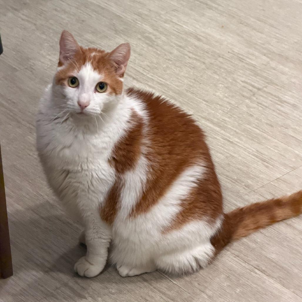 Enlarge Cartman, a Adoptable Domestic Short Hair in Huntington, WV image 1/3