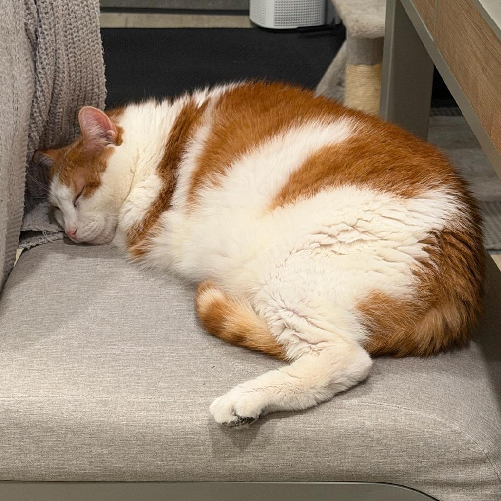 Enlarge Cartman, a Adoptable Domestic Short Hair in Huntington, WV image 3/3