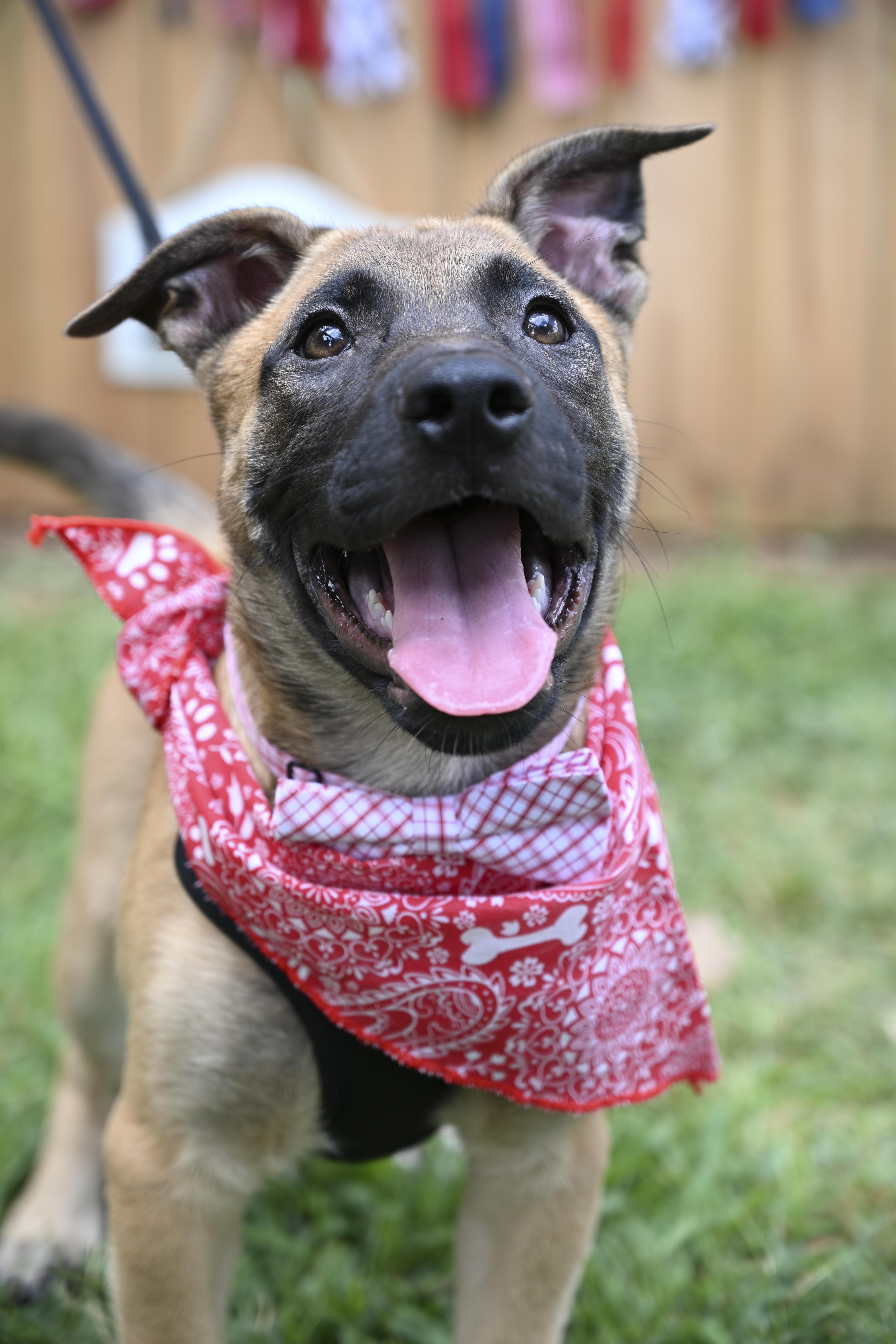 Luke, a Adoptable mixed breed in Marietta, GA image 1/4