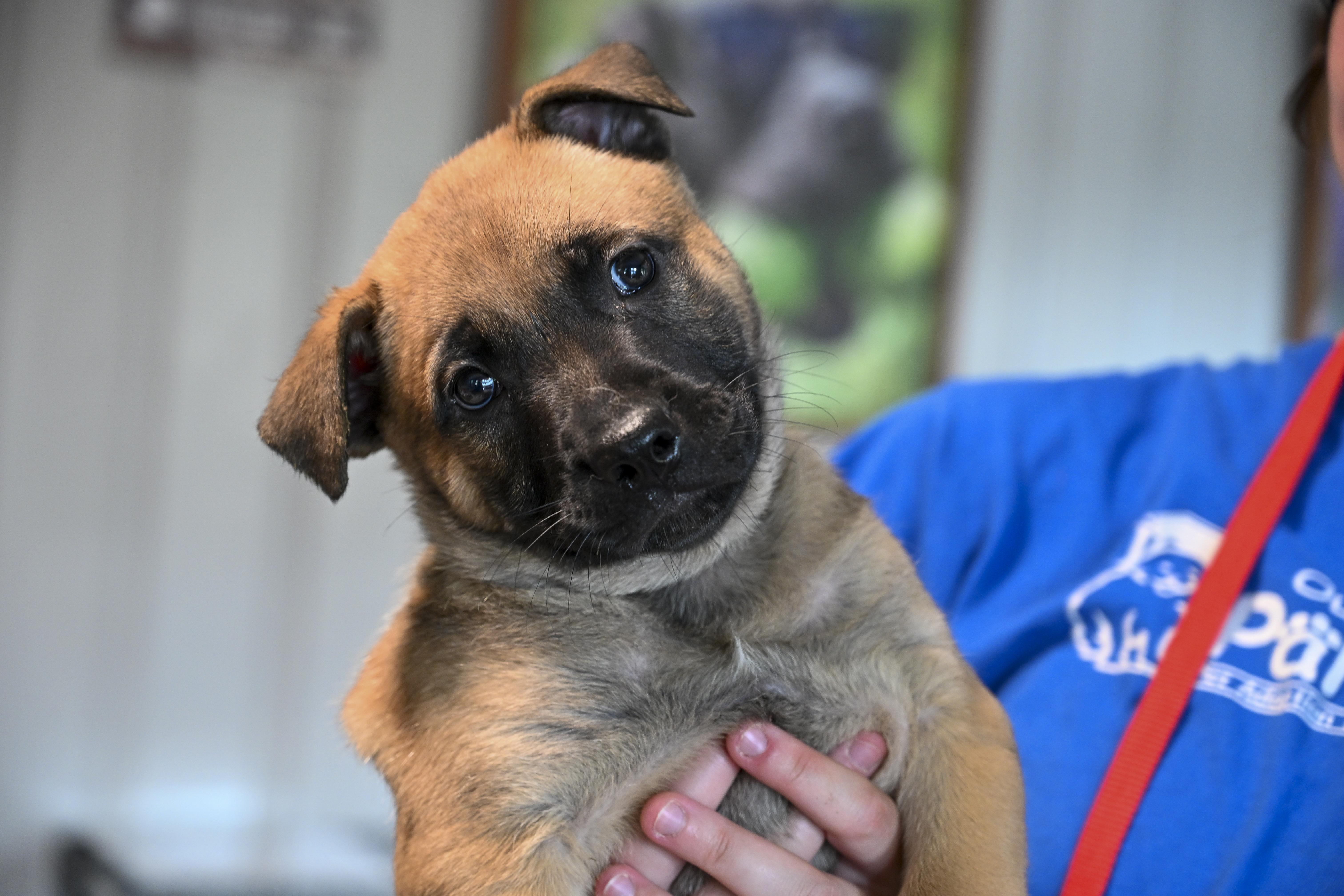 Luke, a Adoptable mixed breed in Marietta, GA image 3/4