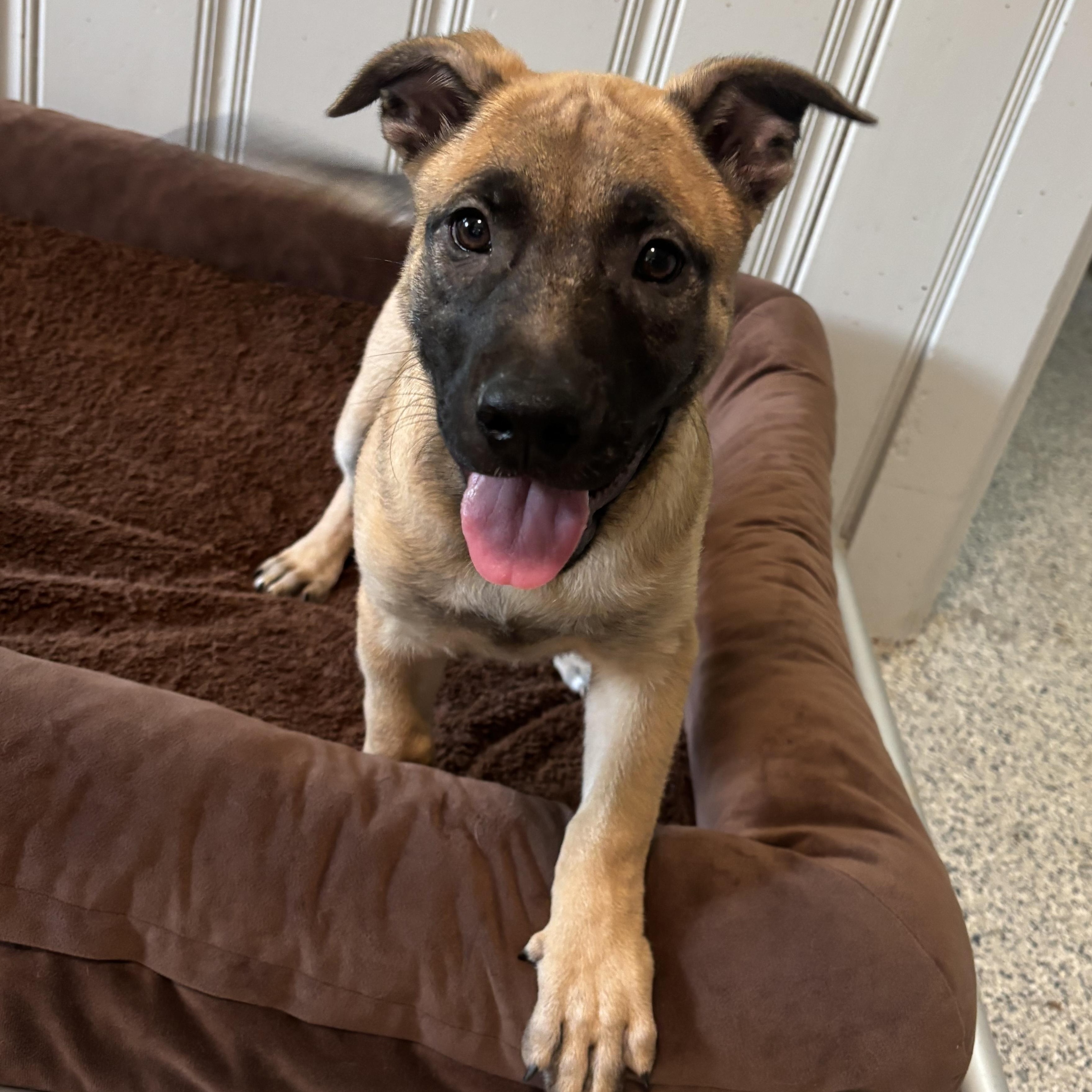 Luke, a Adoptable mixed breed in Marietta, GA image 4/4