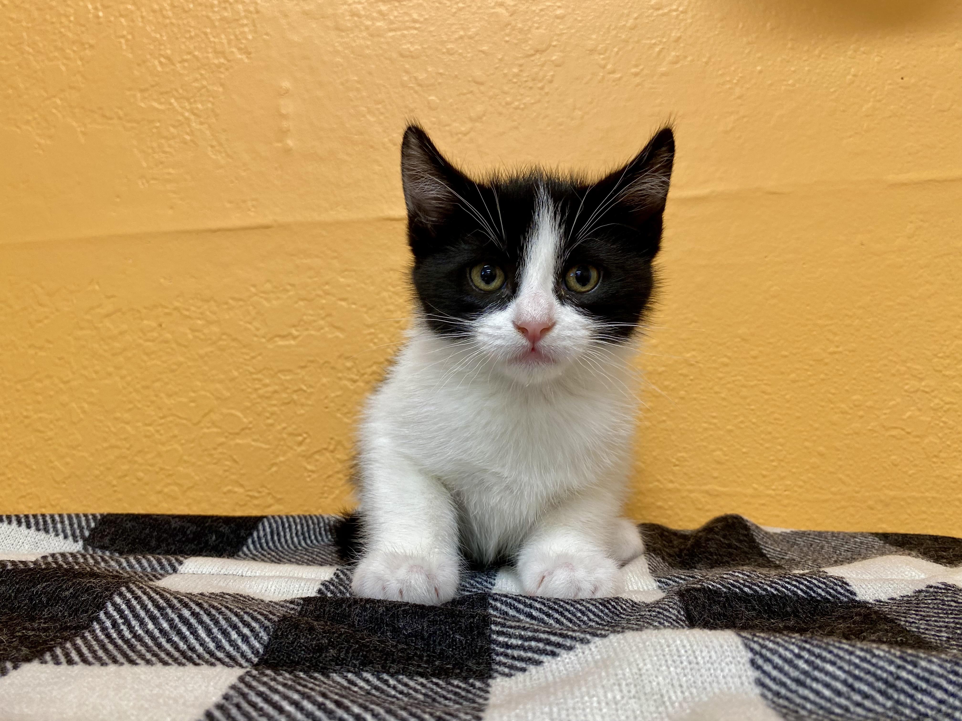NAT KING COLE, Baby Male Domestic Short Hair