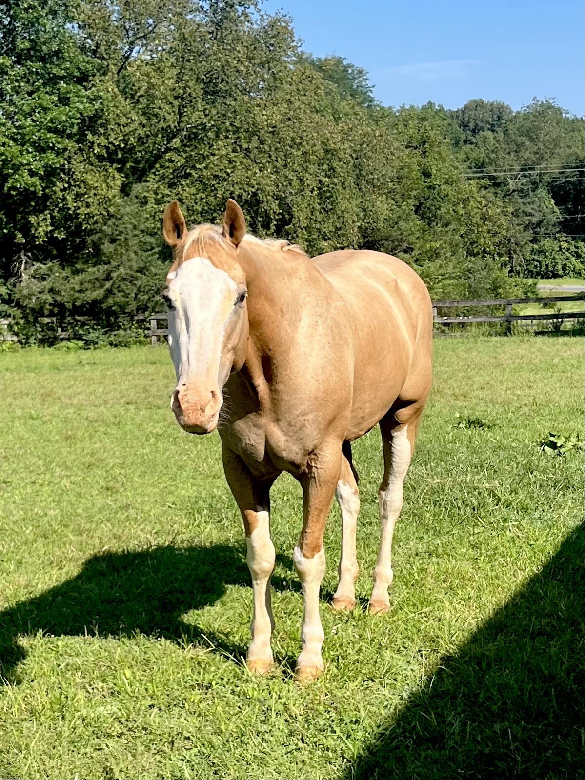 Eli, Adoptable, Adult Male Palomino & Quarterhorse.