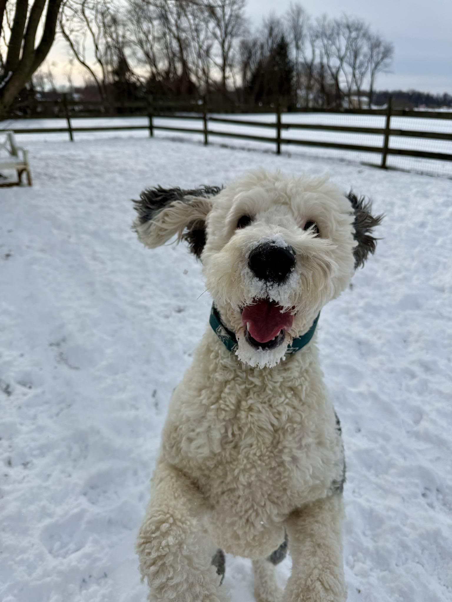 Ziggy, adopted, Adult Male Sheepadoodle.