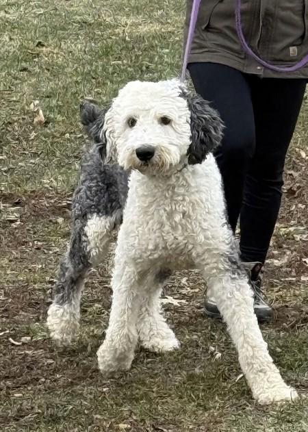 Ziggy, an adopted Sheepadoodle in Landenberg, PA image 2/3