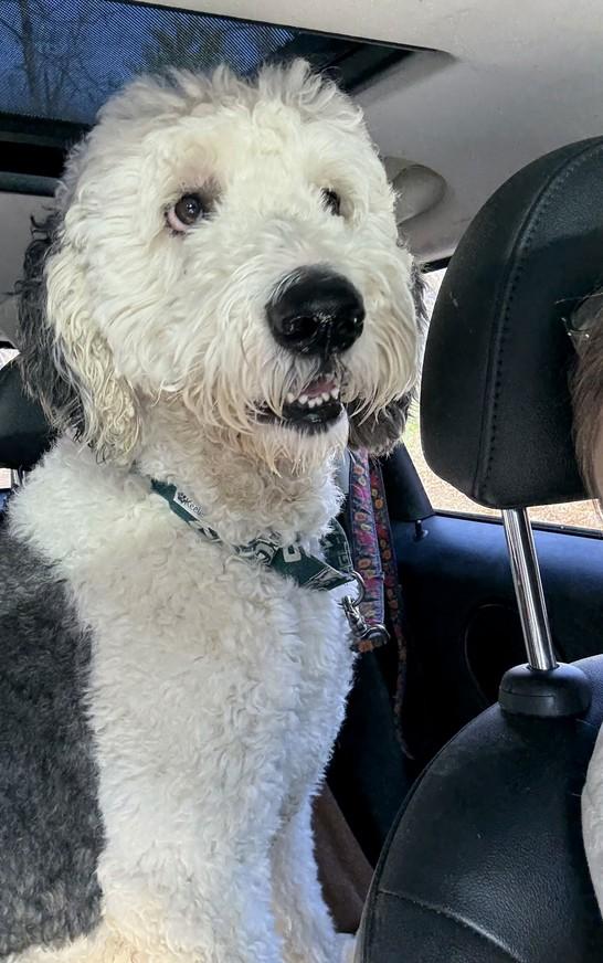 Ziggy, an adopted Sheepadoodle in Landenberg, PA image 3/3