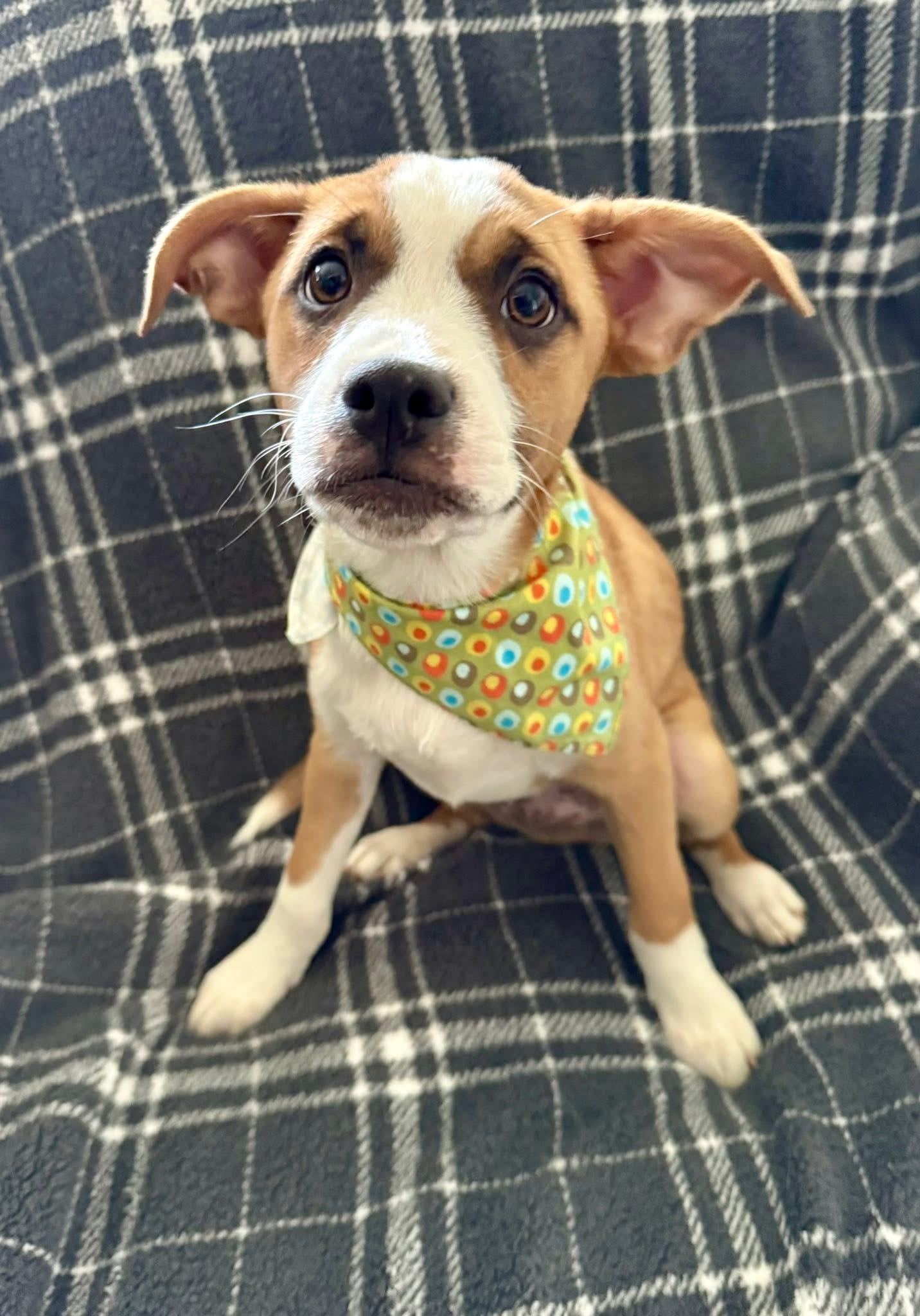 Brewster, ADOPTABLE, Young Male Mixed Breed.