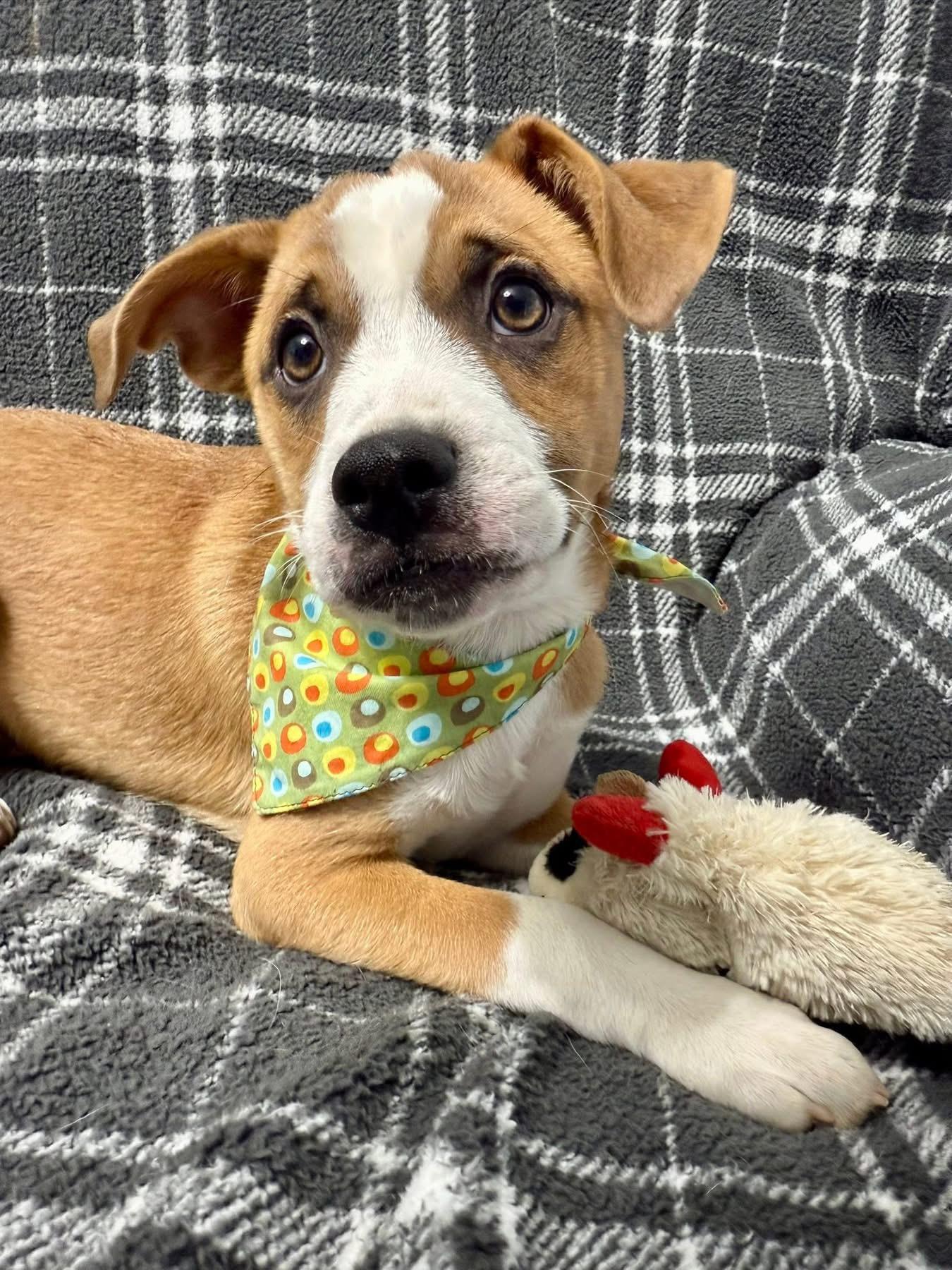 Enlarge Brewster, a ADOPTABLE Mixed Breed in Louisville, KY image 3/3