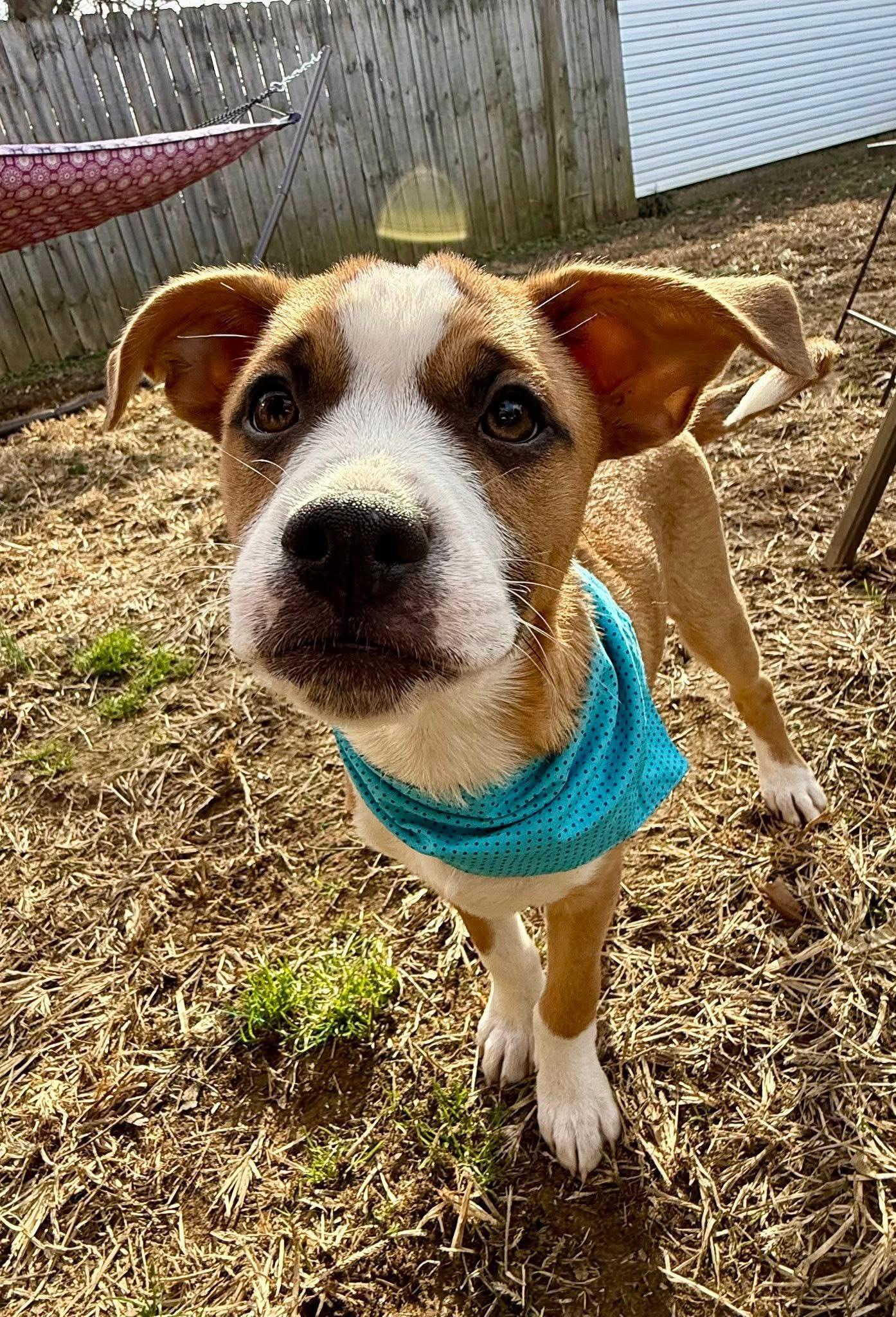 Enlarge Brewster, a ADOPTABLE Mixed Breed in Louisville, KY image 2/3